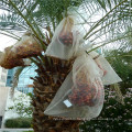 Eco-содружественные пластичные мешки даты в низкой цене для продажи, чтобы защитить плод